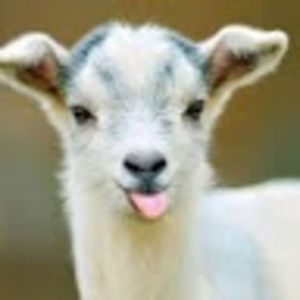 Meet your Posher, Aeris